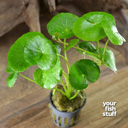 Brazilian Pennywort - Hydrocotyle leucocephala
