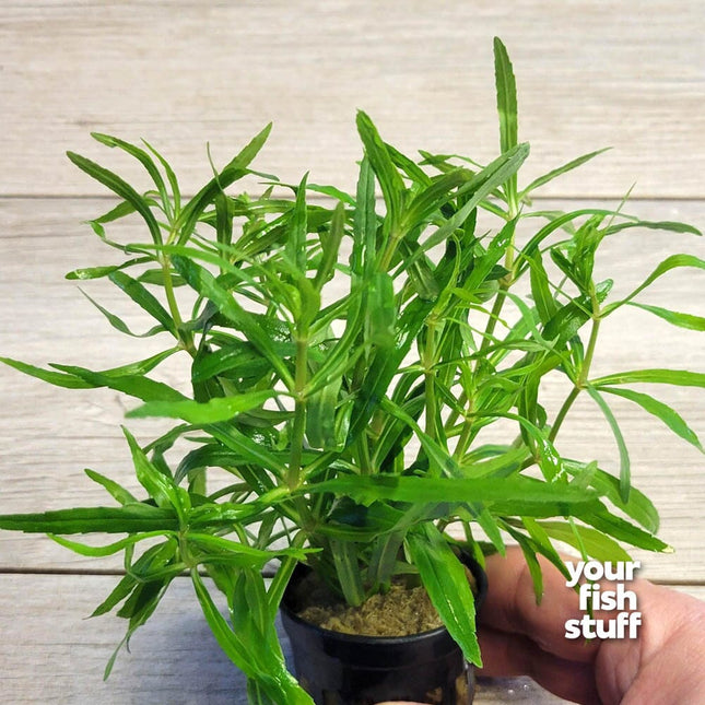 Pogostemon Stellatus Octopus Live Aquarium Plant