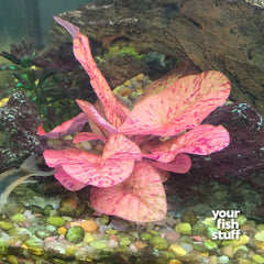Tiger Lotus Red (Nymphaea zenkeri) Live Aquarium Plant