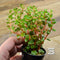 Rotala rotundifolia 'Blood Red' Live Aquarium Plant