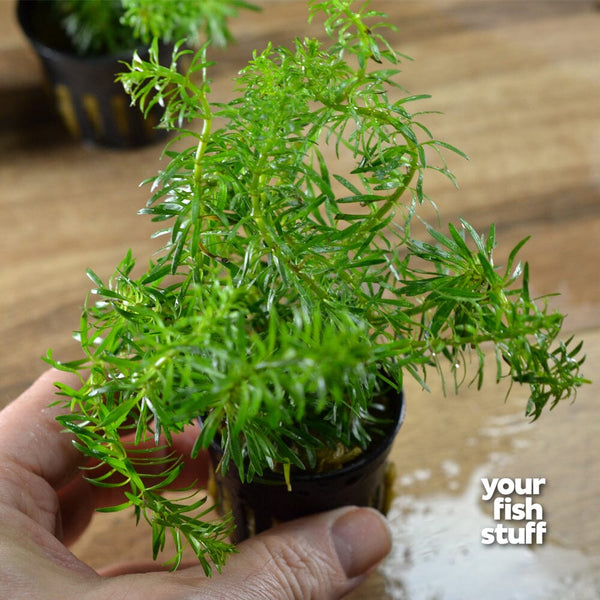 Rotala Bossi - Live Aquarium Plant
