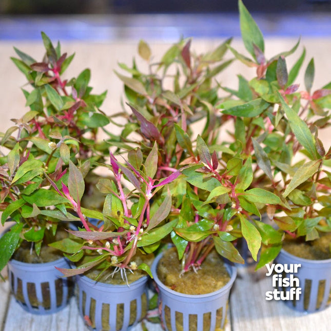 Alternanthera reineckii (Scarlet Temple