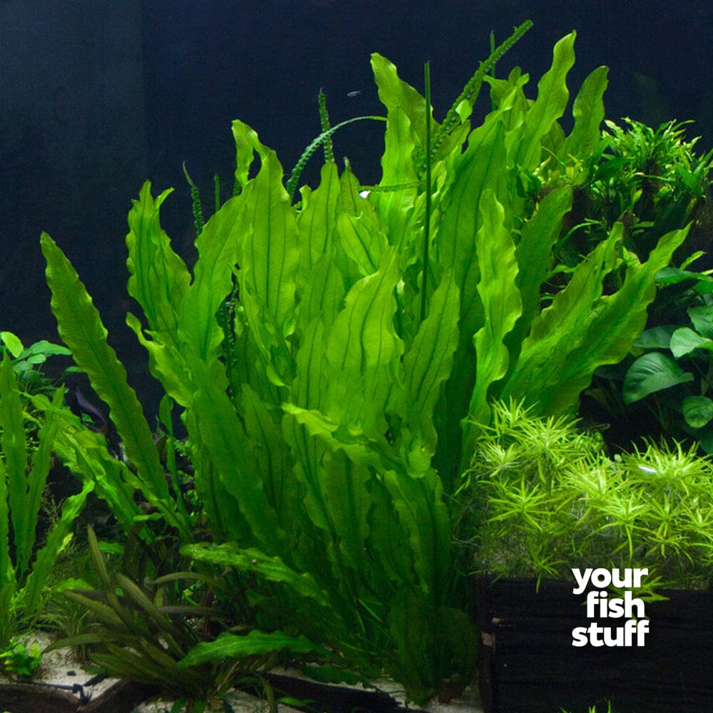 sword succulent Echinodorus Martii Ruffle Sword
