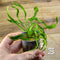 Echinodorus Vesuvius Live Aquarium Plant