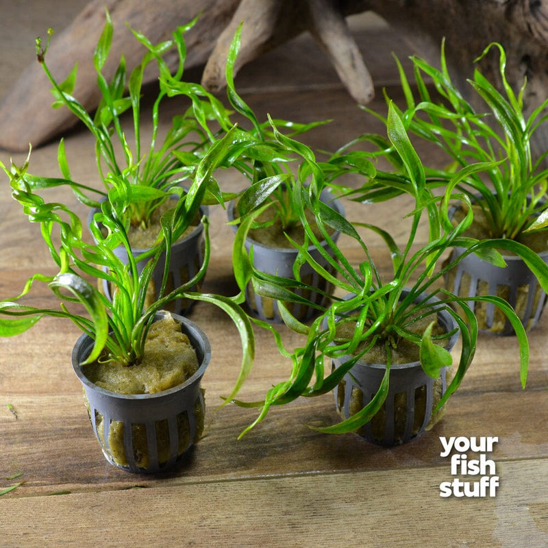 Echinodorus Vesuvius Live Aquarium Plant