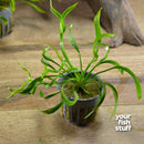 Echinodorus Vesuvius Live Aquarium Plant