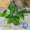 Midground Plant Bundle
