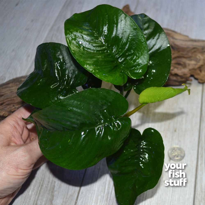 Anubias barteri 'Butterfly' Live Aquarium Plants