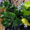 Anubias coffeefolia Live Aquarium Plants