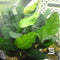 Anubias coffeefolia Live Aquarium Plants