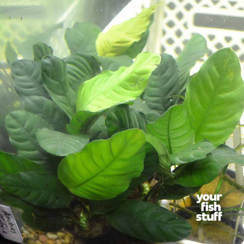 Anubias coffeefolia Live Aquarium Plants