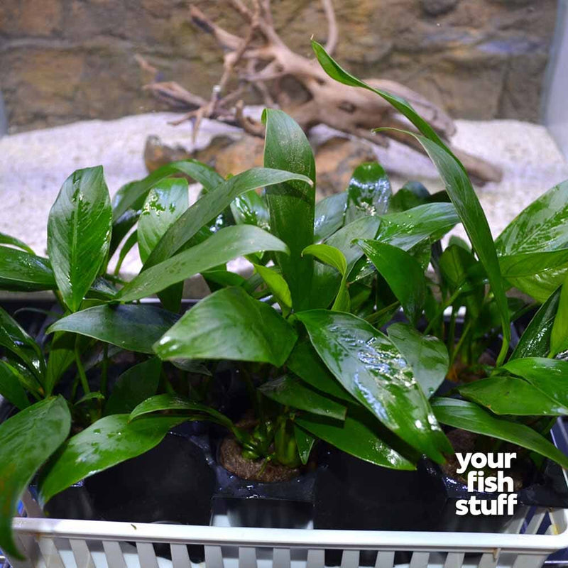 Anubias congensis Live Aquarium Plants