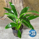 Midground Plant Bundle