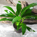 Anubias congensis Live Aquarium Plants