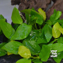 Anubias Golden Live Aquarium Plants