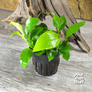 Anubias Golden Live Aquarium Plants