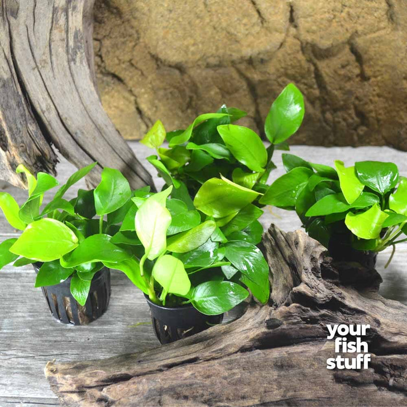 Anubias Golden Live Aquarium Plants