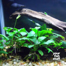 Anubias nana Live Aquarium Plants
