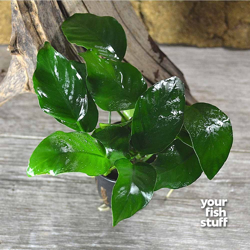 Anubias nana Live Aquarium Plants