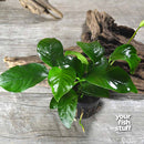 Anubias nana Live Aquarium Plants