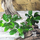 Anubias nana Live Aquarium Plants