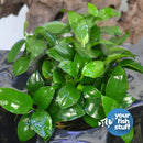 Foreground Plant Bundle