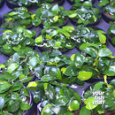 Anubias nana 'Petite' Live Aquarium Plants
