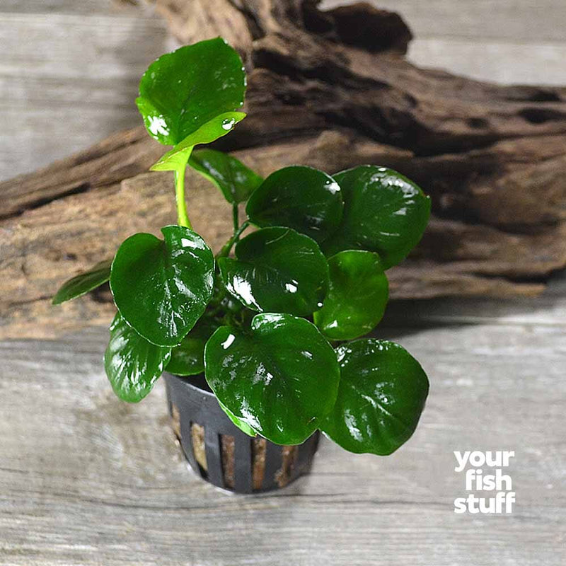 Anubias barteri 'Golden Round Coin' Live Aquarium Plants