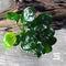 Anubias barteri 'Round Coin' Live Aquarium Plants