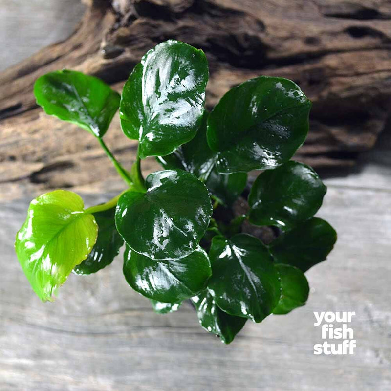 Anubias barteri 'Round Coin' Live Aquarium Plants