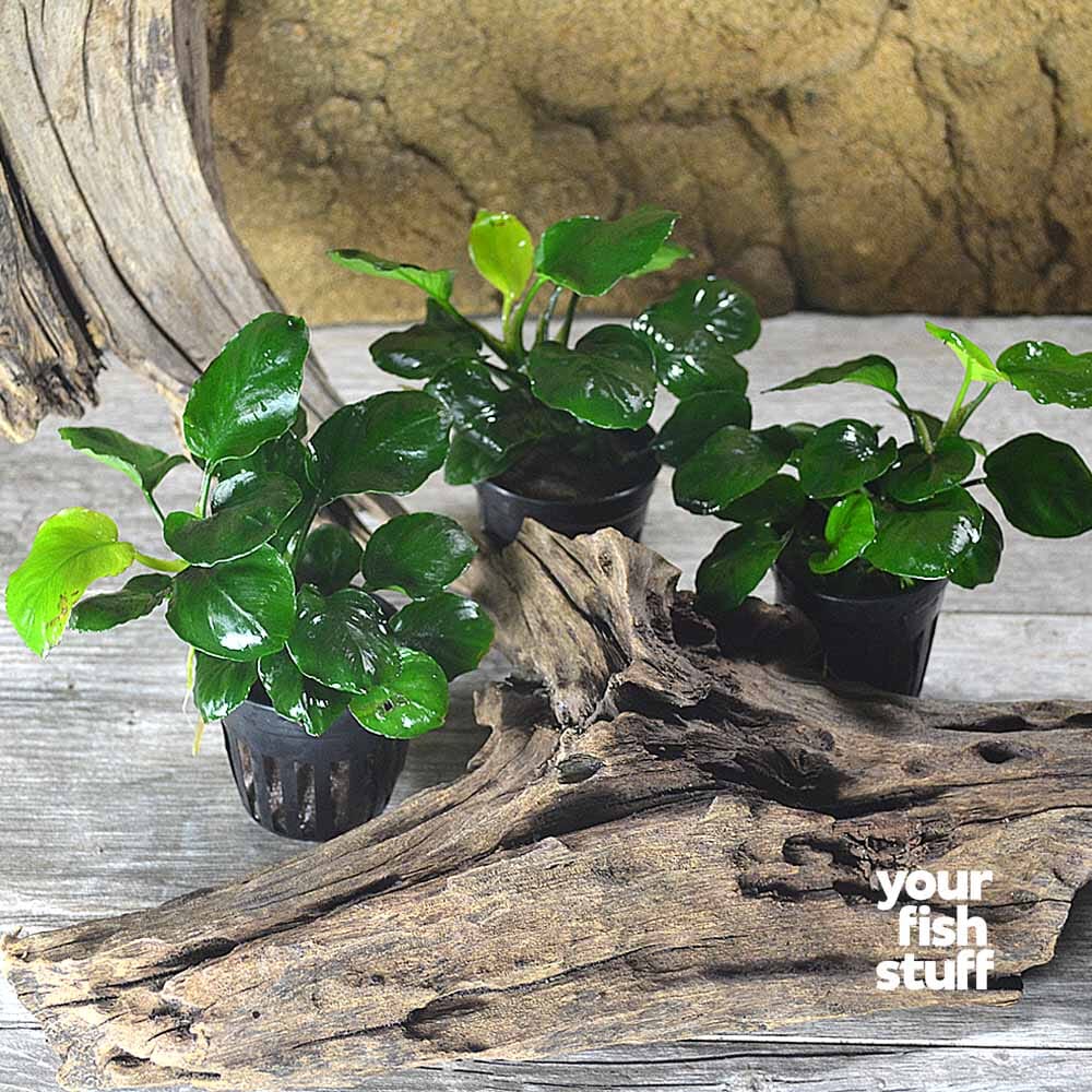 Anubias Barteri Round (Golden Coin) |APF Aquarium Plants Factory Rooted Potted