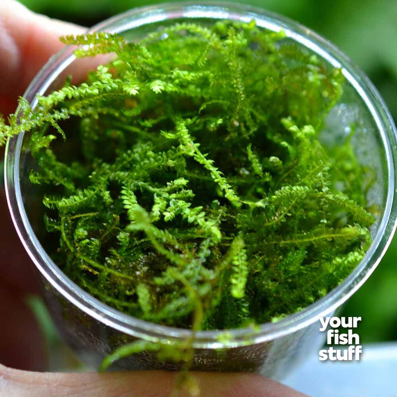 Christmas Moss Cup – Your Fish Stuff