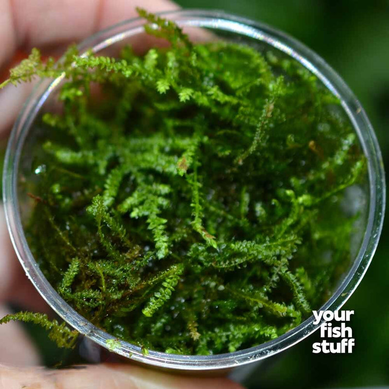 Christmas Moss Cup – Your Fish Stuff