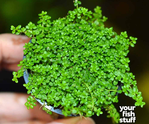 Dwarf Baby Tears 'Cuba' – Hemianthus callitrichoides Carpet Plant – Your  Fish Stuff