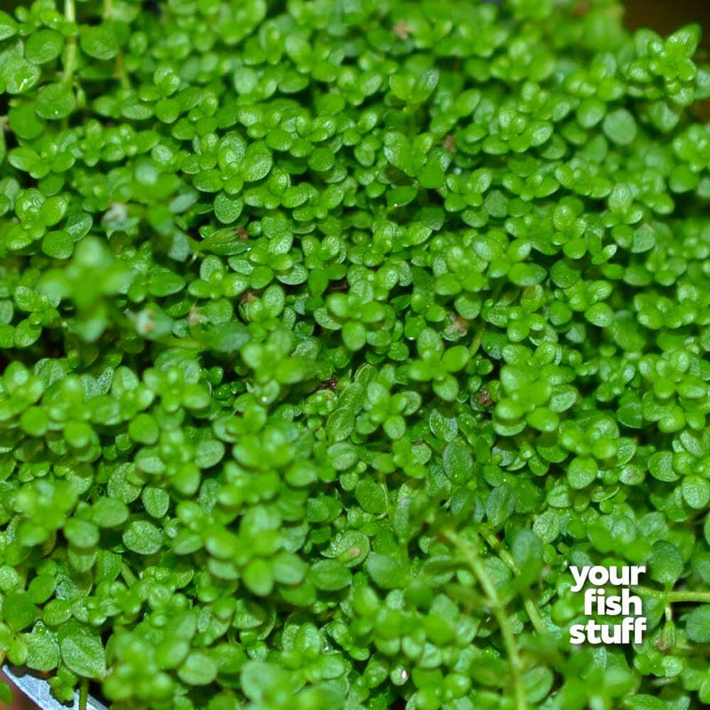 Baba Tea Räta Dwarf Baby Tears ‘Cuba’ – Hemianthus callitrichoides Carpet Plant ...