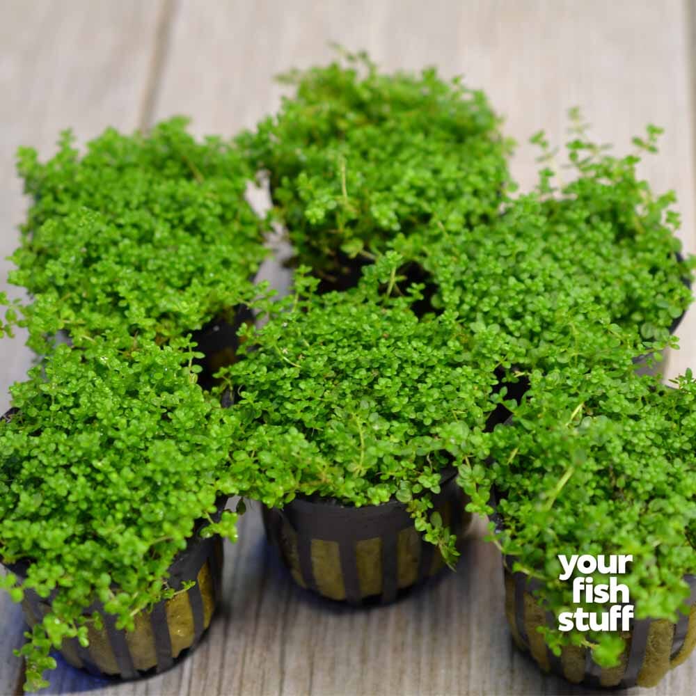 Baba Tea Räta Dwarf Baby Tears ‘Cuba’ – Hemianthus callitrichoides Carpet Plant ...