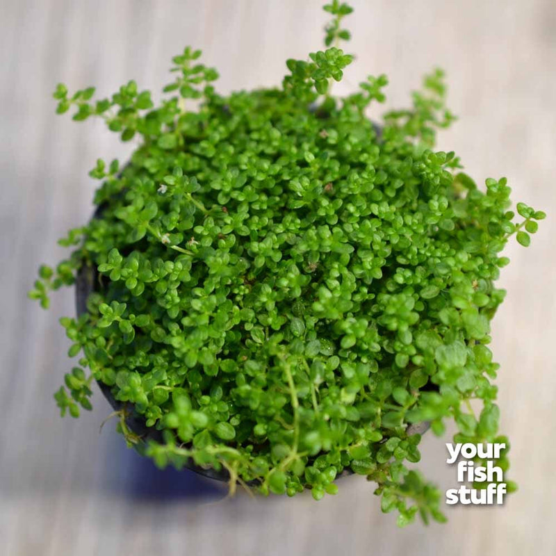 Baba Tea Räta Dwarf Baby Tears ‘Cuba’ – Hemianthus callitrichoides Carpet Plant ...
