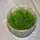 Dwarf Hairgrass Eleocharis parvulus mini Tissue Culture