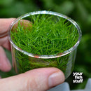 Dwarf Hairgrass Eleocharis parvulus mini Tissue Culture