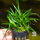Eriocaulon sp Vietnam