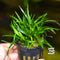Eriocaulon sp Vietnam