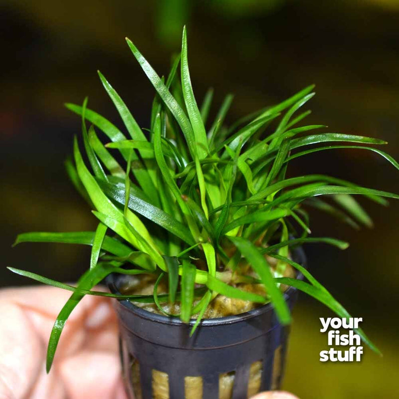 Eriocaulon sp Vietnam