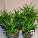 Eriocaulon sp Vietnam