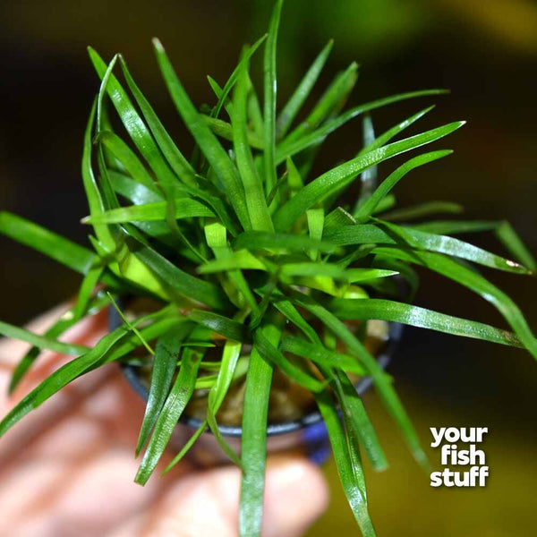 Eriocaulon sp Vietnam