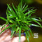 Eriocaulon sp Vietnam