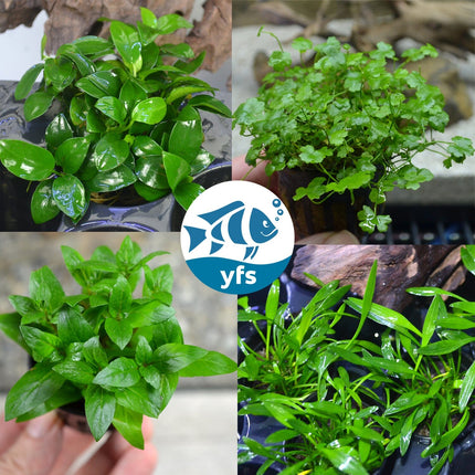 Foreground Plant Bundle