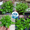 Plant Bundles