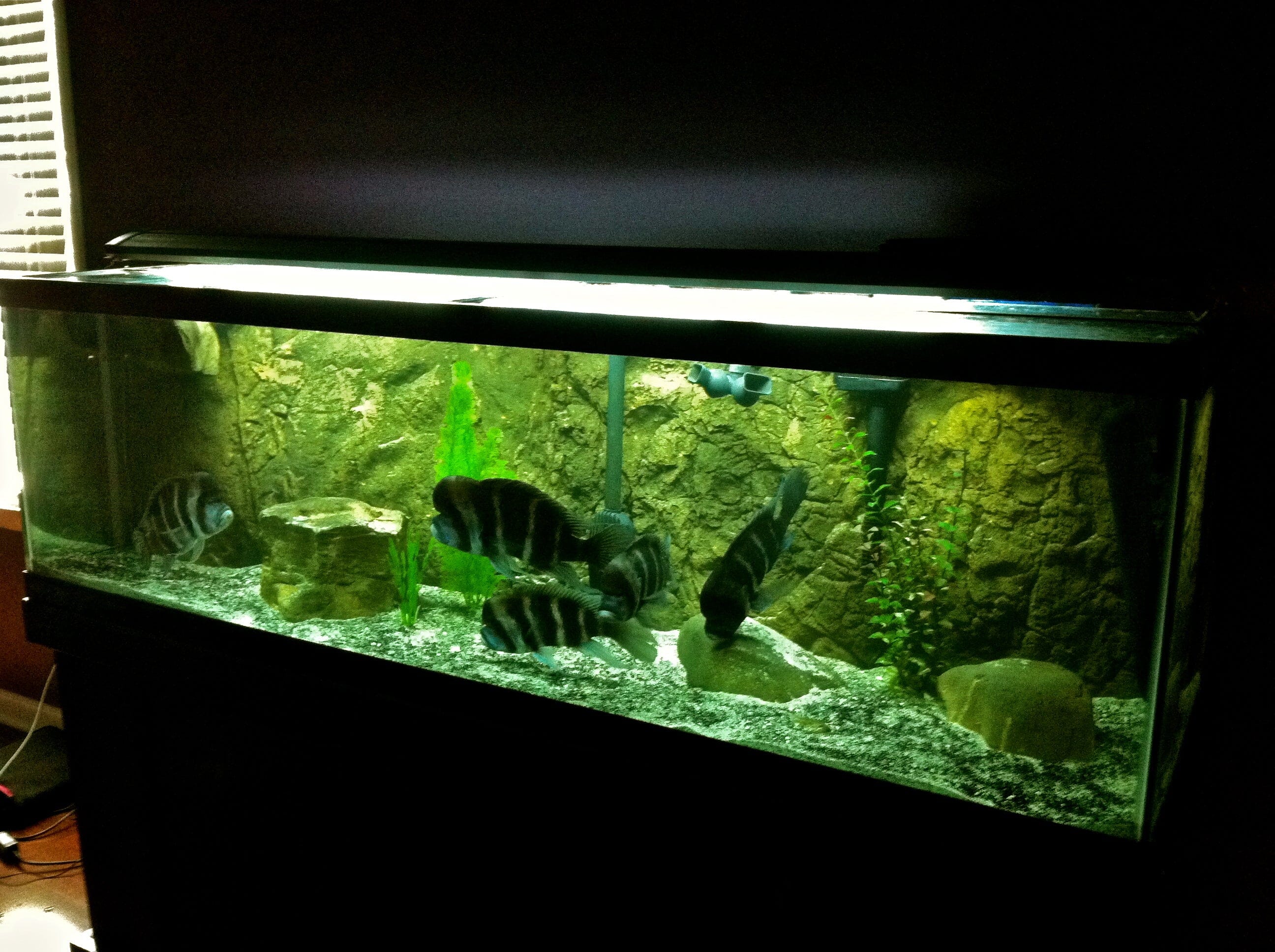 Rocky 3D Aquarium Background Rocky 3D Aquarium Background