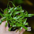 Stargrass Heteranthera zosterifolia