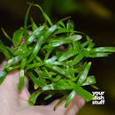 Stargrass Heteranthera zosterifolia